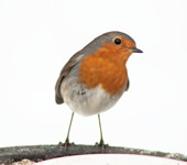 おすすめのサプリ